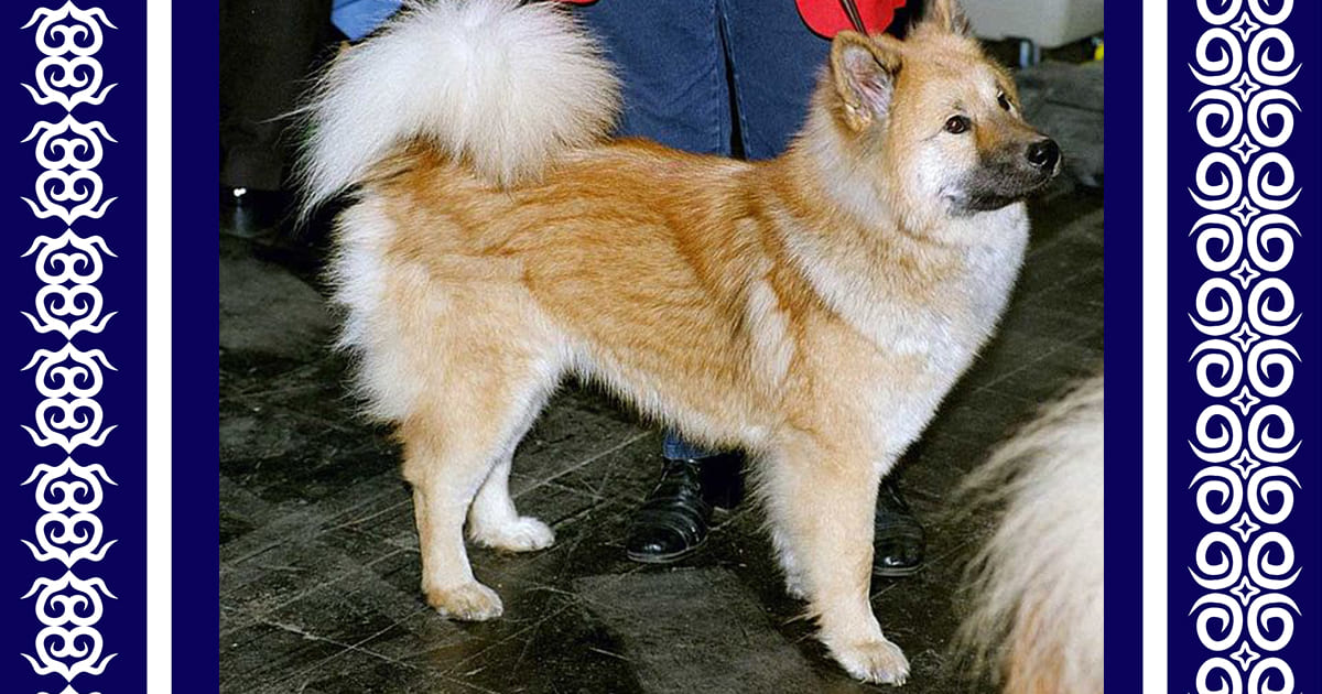 アイヌ犬完全ガイド｜性格・育て方・価格・文化的価値を知る